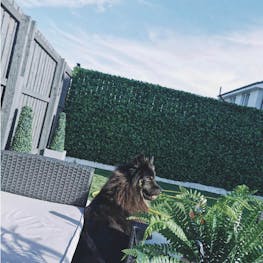 Amazon garden fence privacy