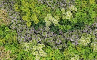 Stunningly realistic green walls