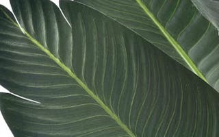 Travellers Palm