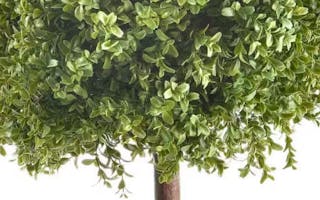 Boxwood Ball
