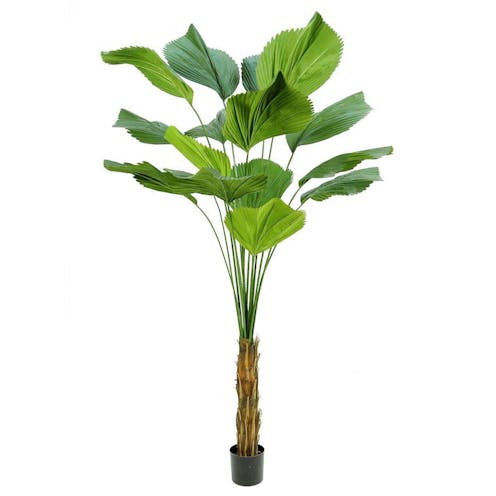 realistic artificial Ruffled Fan Palm