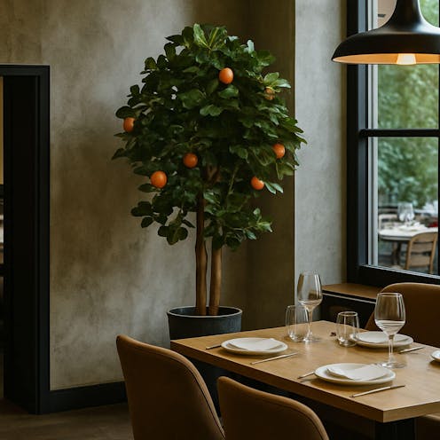 Orange Tree