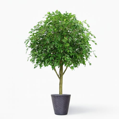 large artificial Ficus Leaf tree
