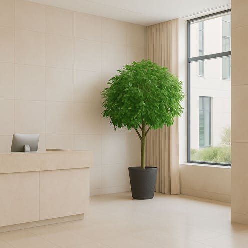 Ficus Leaf