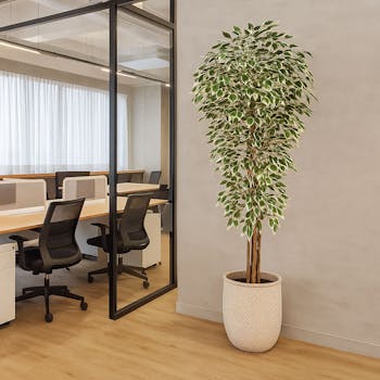 Variegated Ficus Leaf