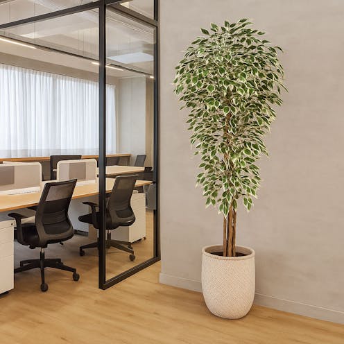 Variegated Ficus Leaf