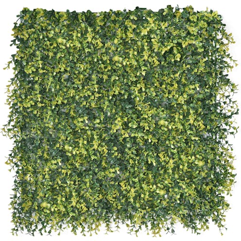 Boxwood Natural hedge Tile