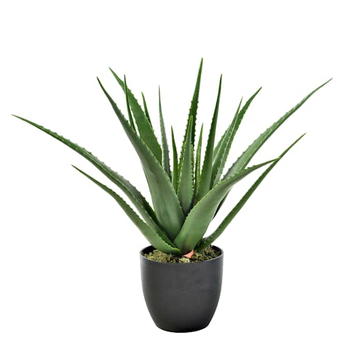 Artificial Aloe Vera Plant - 69cm