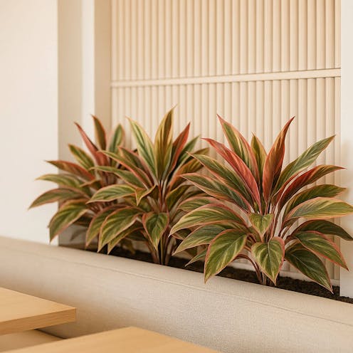 Caladium Artificial Stem