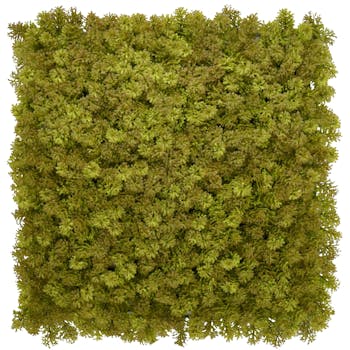 Olive Moss Green Wall Tile Front