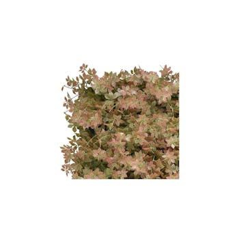 Ginseng Sample Green Wall Tile