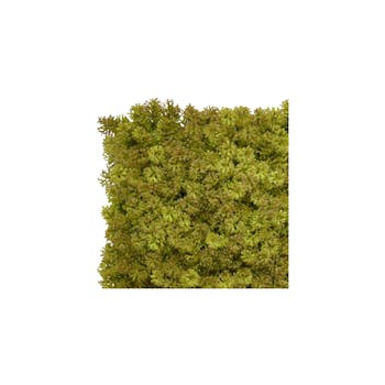 olive moss green wall sample tile