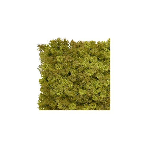 olive moss green wall sample tile