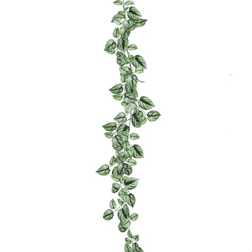 long broadleaf Varigated Pothos Garland
