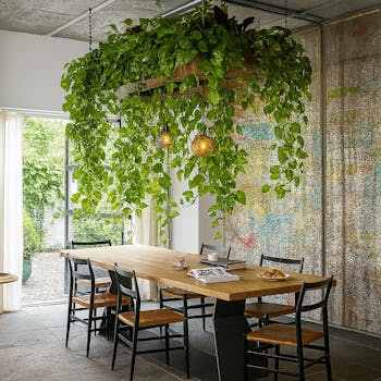Lime Pothos Garland