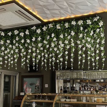 Bougainvillea Spray White