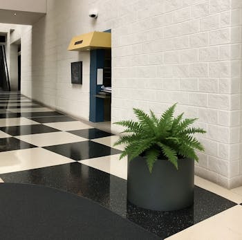 Boston Fern