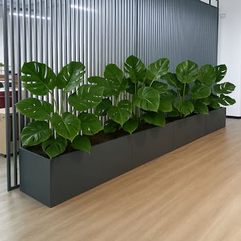 Monstera Stem