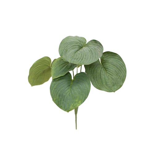 Giant Hosta – Fire-Retardant Faux Plant with Impact